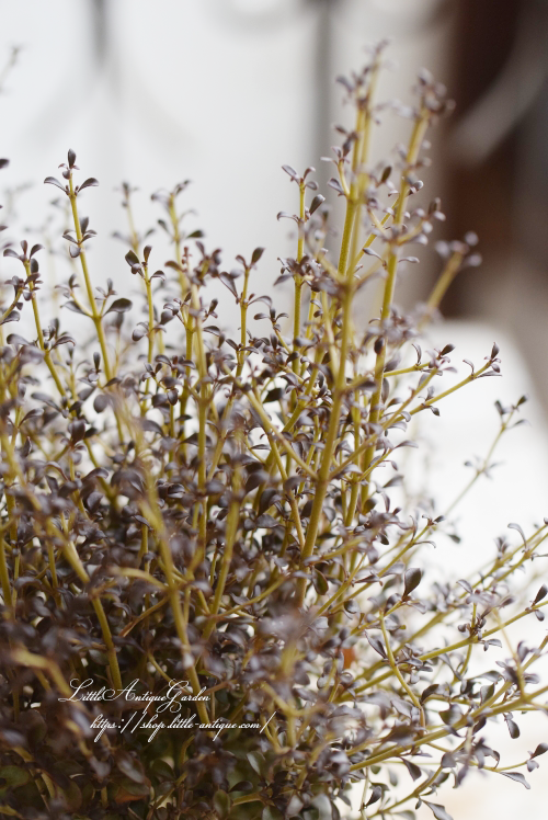 コプロスマ チョコレートソルジャー Little Antique リトル アンティーク