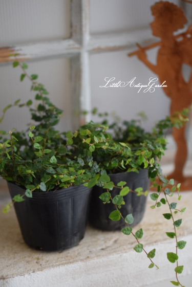 希少 大人気の極小葉プミラ ミニマ Littleantique Garden リトルアンティーク ガーデン 希少 大人気の極小葉プミラ ミニマ Littleantique Garden リトルアンティーク ガーデン