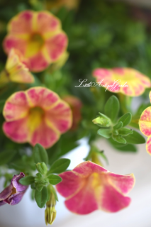 ֥饳쥪֥󥷥㥤٥꡼<br>Ѥ͵꡼