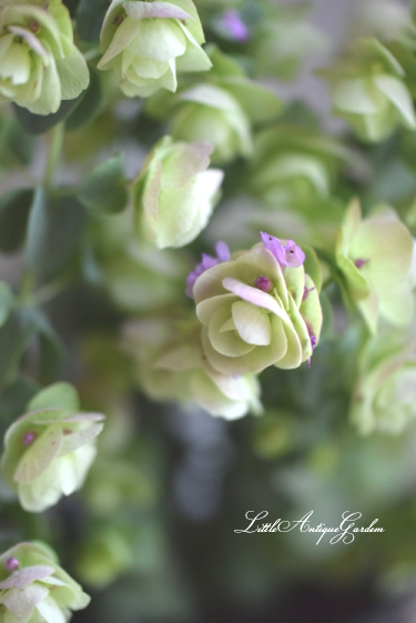 発色綺麗♡ケントオレガノビューティ 切り花 8本 花20以上 観葉植物