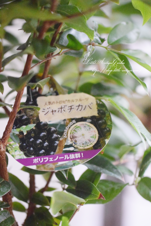 大流行中！ ジャボチカバ スモールリーフ （ジャボチカバ｜そだレポ（栽培 フルーツ・果実