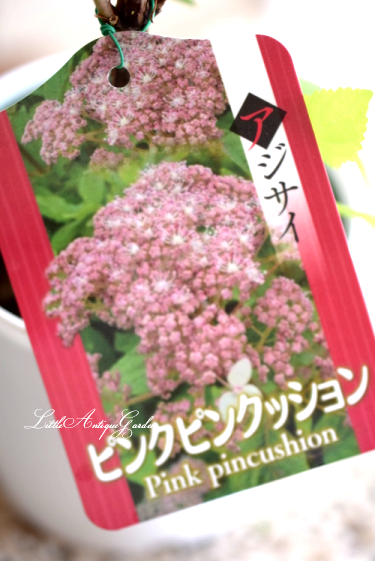 アジサイ ピンクピンクッション Littleantique Garden リトルアンティーク ガーデン アジサイ ピンクピンクッション Littleantique Garden リトルアンティーク ガーデン