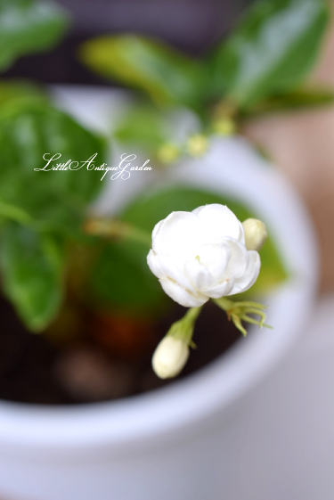 アラビアンジャスミン茉莉花 Little Antique Garden リトル アンティークガーデン アラビアンジャスミン茉莉花 Little Antique Garden リトル アンティークガーデン
