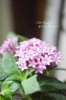 ❤アンティーク加工  教会と、ピンクのミニ薔薇のミニオブジェ Gardening] The garden of an antique goods store. Amazing