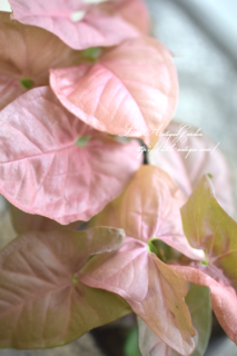 󥴥˥ࡦͥ<br>Υ른åʥС֥դä♡