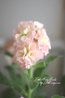 ȥå٥ӡ֥ץꥳåȡ