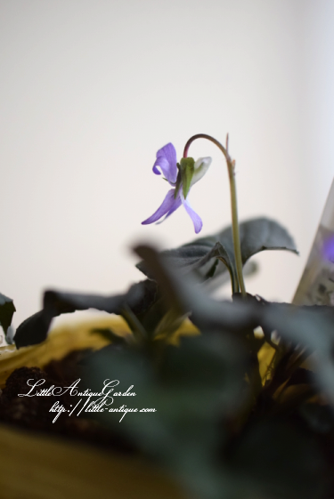 ビオラ ラブラドリカ Littleantiquegarden リトルアンティークガーデン