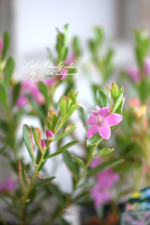󥯥♡֥쥤ܡ♡͵餭ǹդ