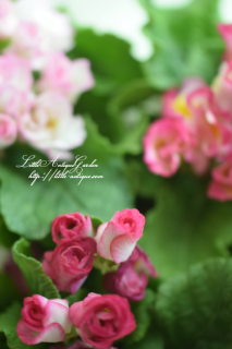 ˧Х餭ꥢ֥֥饤٥<br>ץߥॳ쥯<img class='new_mark_img2' src='https://img.shop-pro.jp/img/new/icons16.gif' style='border:none;display:inline;margin:0px;padding:0px;width:auto;' />