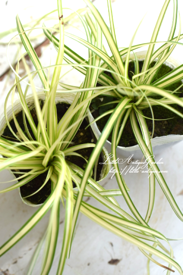 寄せ植えの銘脇役 カレックス ベアグラス エバーゴールド Little Antique リトル アンティーク 寄せ植えの銘脇役 カレックス ベアグラス エバーゴールド Little Antique リトル アンティーク