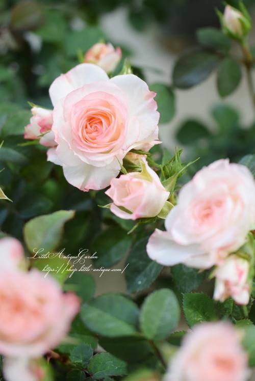 大人気 大輪ミニバラ ラブリーモア Littleantiquegarden リトルアンティークガーデン 大人気 大輪ミニバラ ラブリーモア Littleantiquegarden リトルアンティークガーデン