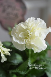 Ȭźѥ󥸡֥ե꡼塼<br>ƣ♡麣ޤǤˤʤ