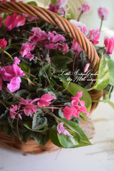 寄せ植え ギャザリング Littleantique Garden リトルアンティーク ガーデン 寄せ植え ギャザリング Littleantique Garden リトルアンティーク ガーデン
