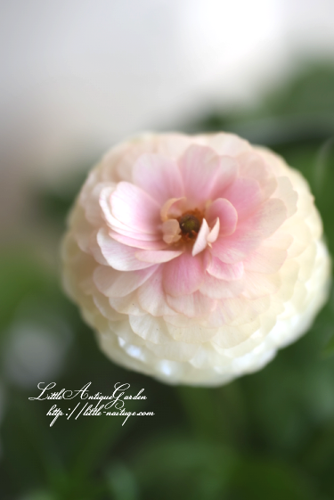 花びらがワックスペーパーのよう 高性ラナンキュラス ラックス ケラモス Littleantiquegarden リトルアンティーク ガーデン 花びらがワックスペーパーのよう 高性ラナンキュラス ラックス ケラモス Littleantiquegarden リトルアンティーク ガーデン