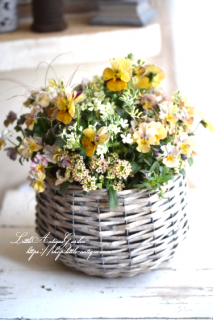 LittleAntiqueGardenΰƤ륢󥸥<br>ֽտ󤷤δ󤻿<br>ǥ󥮥㥶