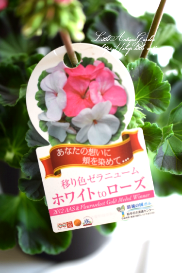 色が変わるゼラニウム「ホワイトtoローズ」 - Little*Antique~リトル