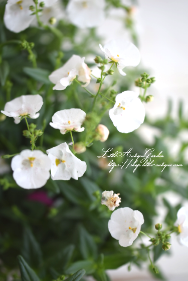 ディアスシア ダーラ ホワイト Littleantique Garden リトルアンティーク ガーデン ディアスシア ダーラ ホワイト Littleantique Garden リトルアンティーク ガーデン