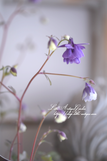 風鈴オダマキ Littleantique Garden リトルアンティーク ガーデン 風鈴オダマキ Littleantique Garden リトルアンティーク ガーデン