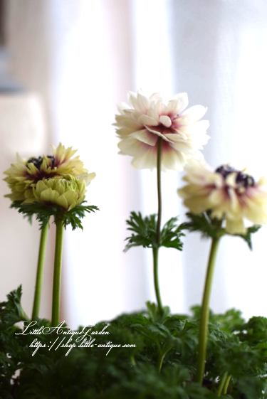 豪華八重咲きアネモネ 凛々花 りりか Littleantique Garden リトルアンティーク ガーデン