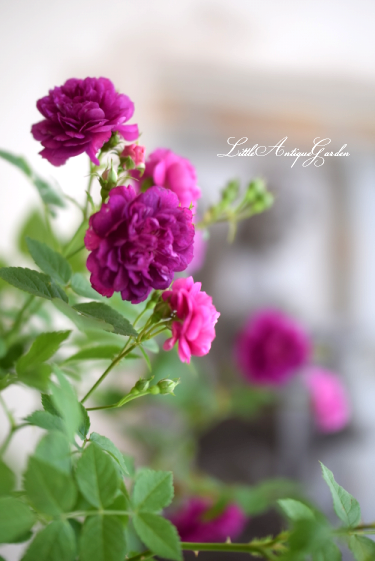 ミニバラ スイートチャリオット Littleantiquegarden リトルアンティークガーデン ミニバラ スイートチャリオット Littleantiquegarden リトルアンティークガーデン