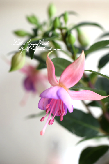 フクシア ラブリ Littleantiquegarden リトルアンティークガーデン フクシア ラブリ Littleantiquegarden リトルアンティークガーデン