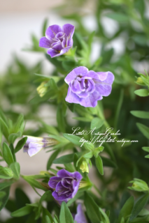 ֥饳NOZOMI֥֥롼<br>֥餵1Ĥβ