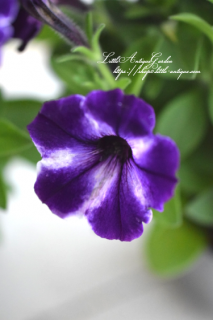 ڥ˥֥֥롼ɥ쥹<br>ǥץ֥롼