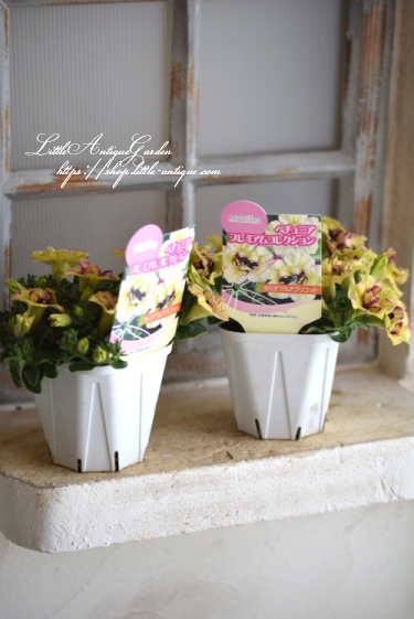 M Bのプレミアムペチュニア セミダブルアプリコット Littleantiquegarden リトルアンティークガーデン M Bのプレミアムペチュニア セミダブルアプリコット Littleantiquegarden リトルアンティークガーデン