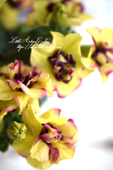 M Bのプレミアムペチュニア セミダブルアプリコット Littleantiquegarden リトルアンティークガーデン M Bのプレミアムペチュニア セミダブルアプリコット Littleantiquegarden リトルアンティークガーデン
