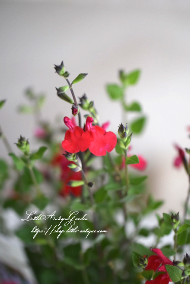 チェリーセージ ホットリップス Littleantiquegarden リトルアンティークガーデン チェリーセージ ホットリップス Littleantiquegarden リトルアンティークガーデン