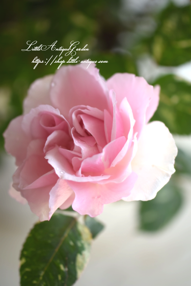 Htヘルシューレン Little Antique Garden リトルアンティークガーデン Htヘルシューレン Little Antique Garden リトルアンティークガーデン