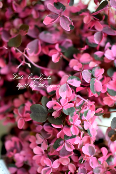 オキザリス「雅」 - LittleAntiqueGarden~リトルアンティーク オキザリス「雅」 - LittleAntiqueGarden~リトルアンティーク
