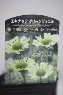 ʥ꡼󥸥奨<br>꡼βֿڤ֤ˤ͵顼ΥʥǤ뤵˶ǯ礭ʤ롪Ƥ˺餯ϡ֤