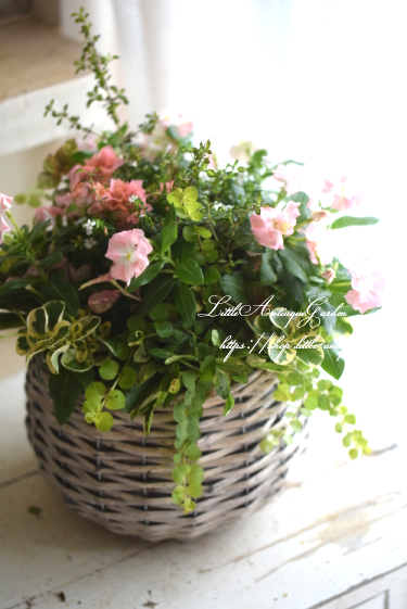 寄せ植え ギャザリング- LittleAntique*Garden~リトル 寄せ植え ギャザリング- LittleAntique*Garden~リトル