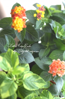 󥿥ʼѲò<br>ܤ餭ޤ