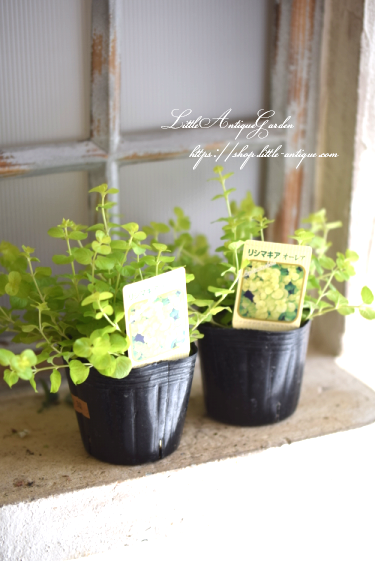 リシマキア ヌンムラリア オーレア Littleantiquegarden リトルアンティークガーデン