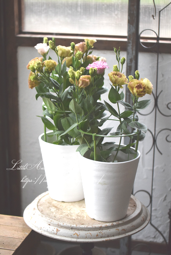 トルコキキョウ アンバーダブルマロン Littleantiquegarden リトルアンティークガーデン