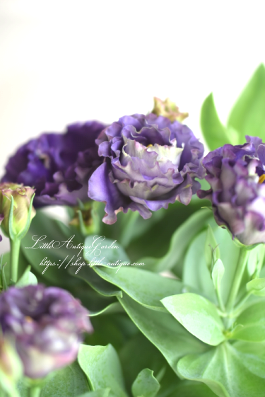 トルコキキョウ・アンバーダブルパープル- LittleAntiqueGarden トルコキキョウ・アンバーダブルパープル- LittleAntiqueGarden