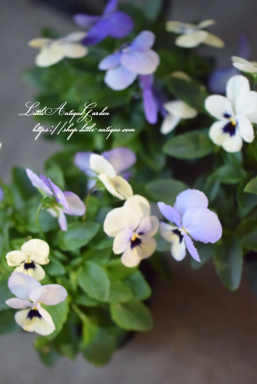 ビオラ オセロブルー Littleantiquegarden リトルアンティークガーデン