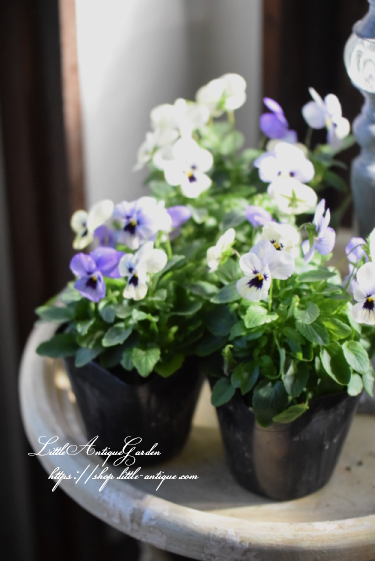 ビオラ オセロブルー Littleantiquegarden リトルアンティークガーデン ビオラ オセロブルー Littleantiquegarden リトルアンティークガーデン