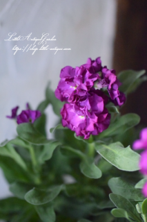 Ȭź餭Υȥå<br>٥ӡ֥ѡץ<img class='new_mark_img2' src='https://img.shop-pro.jp/img/new/icons34.gif' style='border:none;display:inline;margin:0px;padding:0px;width:auto;' />