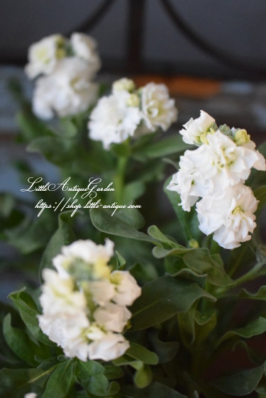 ストック ベイビー ホワイト Littleantiquegarden リトルアンティークガーデン