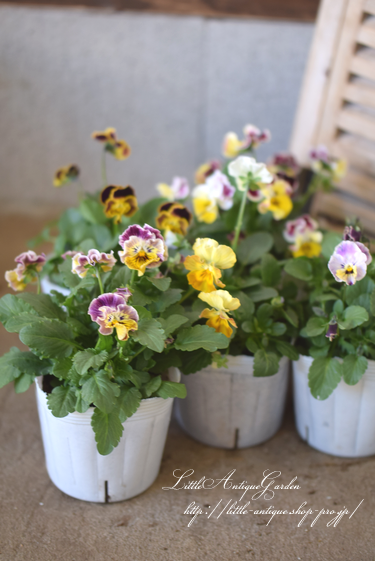 ビオラ バレリーナ チュチュ フリル咲き Littleantiquegarden リトルアンティークガーデン ビオラ バレリーナ チュチュ フリル咲き Littleantiquegarden リトルアンティークガーデン