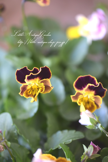 ビオラ バレリーナ チュチュ フリル咲き Littleantiquegarden リトルアンティークガーデン