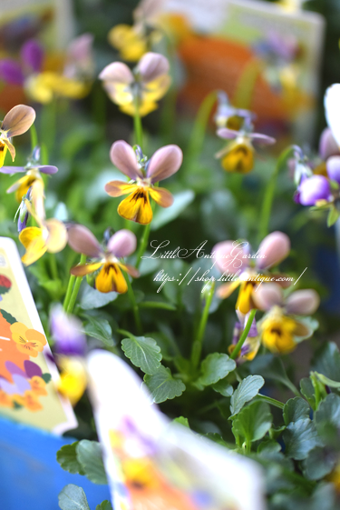 極小輪ビオラ リトルコニー Littleantiquegarden リトルアンティークガーデン 極小輪ビオラ リトルコニー Littleantiquegarden リトルアンティークガーデン