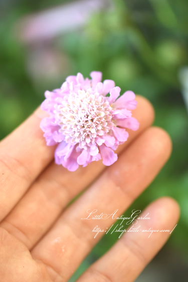 スカビオサ バタフライピンク Littleantiquegarden リトルアンティークガーデン スカビオサ バタフライピンク Littleantiquegarden リトルアンティークガーデン