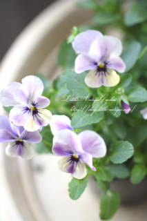 ӥߤӤ⤫פդȤḁ̇̄Ū♡