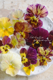 ӥֵޤӥ顦֥å她ȥץȥ饤פ뤫襤ӥ♡