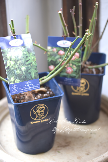日本生まれの四季咲バラ ラディッシュ Little Antique Garden リトルアンティークガーデン 日本生まれの四季咲バラ ラディッシュ Little Antique Garden リトルアンティークガーデン