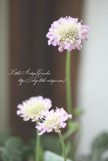 スカビオサ ピンクグリーン Littleantiquegarden リトルアンティークガーデン スカビオサ ピンクグリーン Littleantiquegarden リトルアンティークガーデン